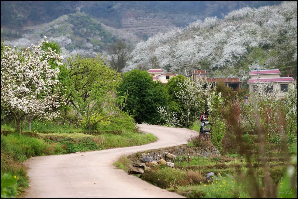 【春天,广西桂林灌阳县向您发出邀请!】我们在灌阳看梨花 - 游山玩水 - 临沧生活社区 - 临沧28生活网 lincang.28life.com
