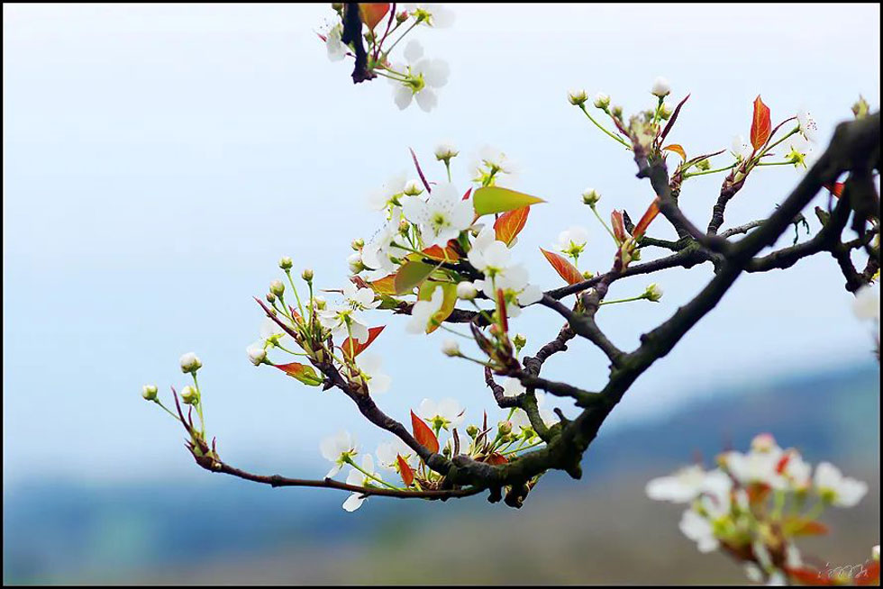 【春天,广西桂林灌阳县向您发出邀请!】我们在灌阳看梨花 - 游山玩水 - 临沧生活社区 - 临沧28生活网 lincang.28life.com