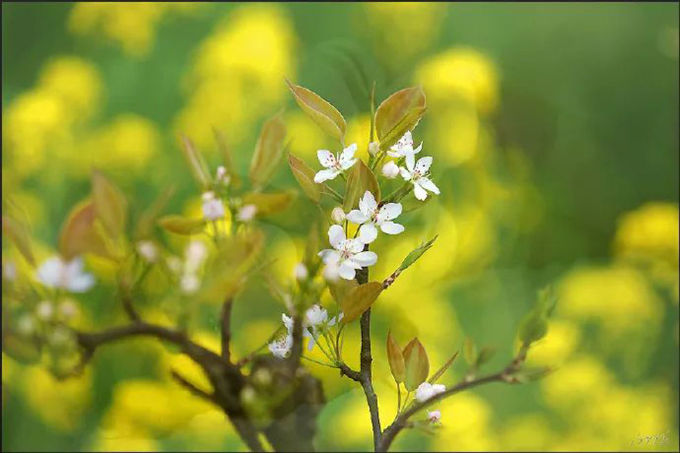 【春天,广西桂林灌阳县向您发出邀请!】我们在灌阳看梨花 - 游山玩水 - 临沧生活社区 - 临沧28生活网 lincang.28life.com