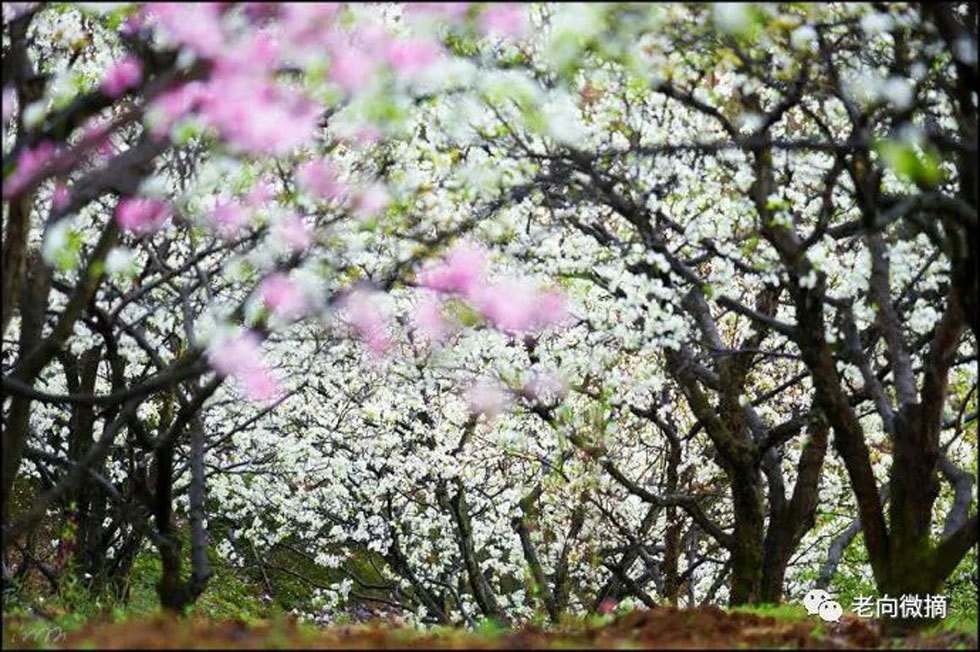 【春天,广西桂林灌阳县向您发出邀请!】我们在灌阳看梨花 - 游山玩水 - 临沧生活社区 - 临沧28生活网 lincang.28life.com