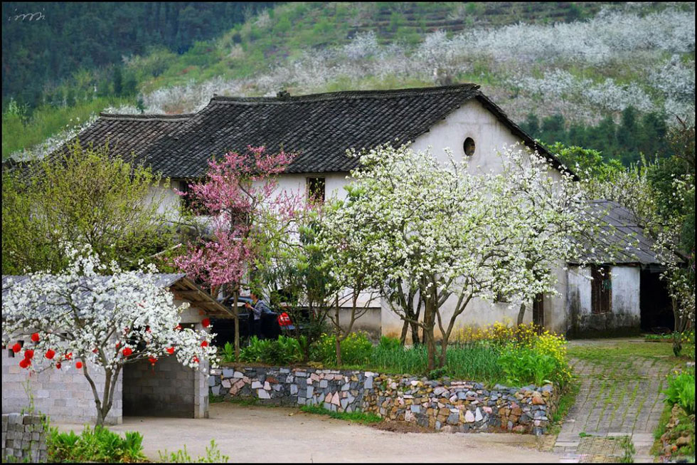 【春天,广西桂林灌阳县向您发出邀请!】我们在灌阳看梨花 - 游山玩水 - 临沧生活社区 - 临沧28生活网 lincang.28life.com