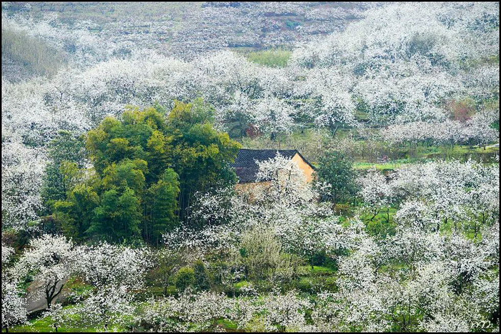 【春天,广西桂林灌阳县向您发出邀请!】我们在灌阳看梨花 - 游山玩水 - 临沧生活社区 - 临沧28生活网 lincang.28life.com