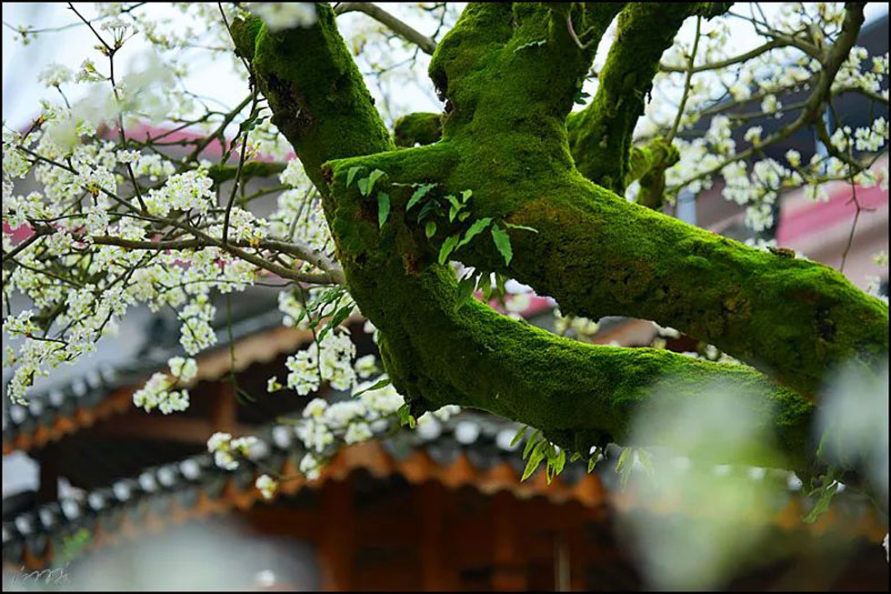 【春天,广西桂林灌阳县向您发出邀请!】我们在灌阳看梨花 - 游山玩水 - 临沧生活社区 - 临沧28生活网 lincang.28life.com