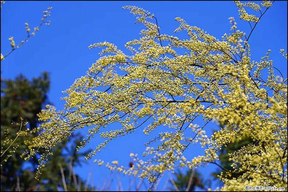 【春天,广西桂林灌阳县向您发出邀请!】米珠山前有片山苍子花在飘香 - 游山玩水 - 临沧生活社区 - 临沧28生活网 lincang.28life.com