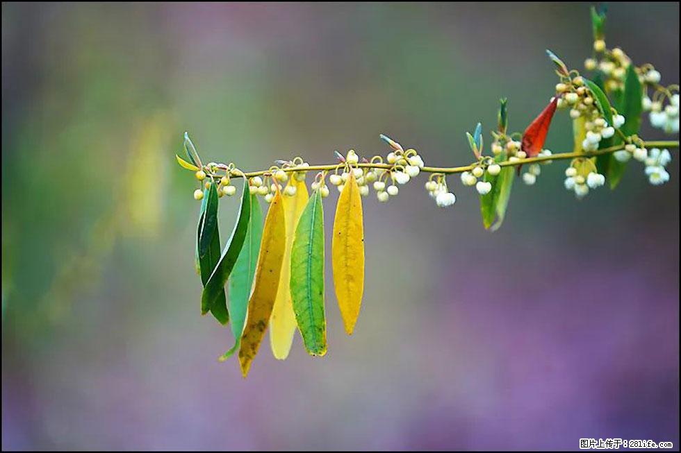 【春天,广西桂林灌阳县向您发出邀请!】米珠山前有片山苍子花在飘香 - 游山玩水 - 临沧生活社区 - 临沧28生活网 lincang.28life.com