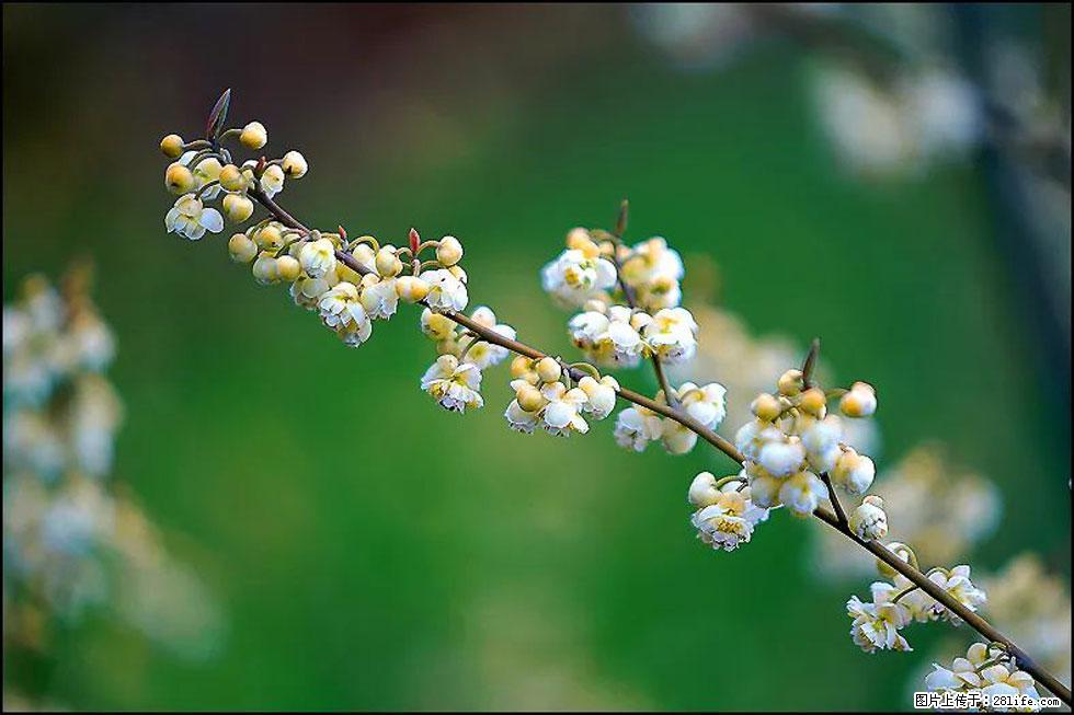 【春天,广西桂林灌阳县向您发出邀请!】米珠山前有片山苍子花在飘香 - 游山玩水 - 临沧生活社区 - 临沧28生活网 lincang.28life.com