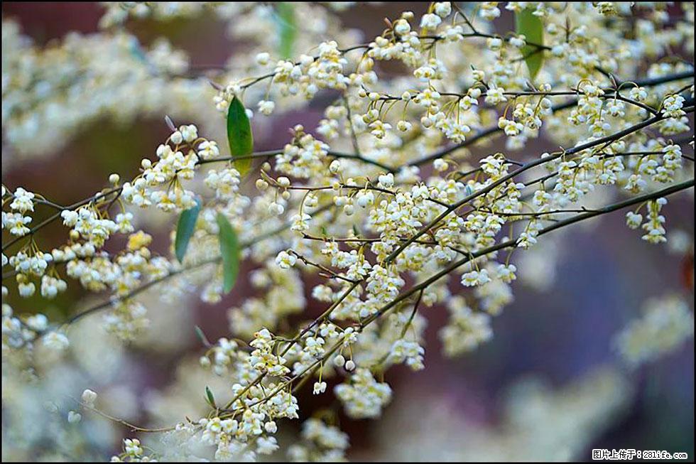 【春天,广西桂林灌阳县向您发出邀请!】米珠山前有片山苍子花在飘香 - 游山玩水 - 临沧生活社区 - 临沧28生活网 lincang.28life.com