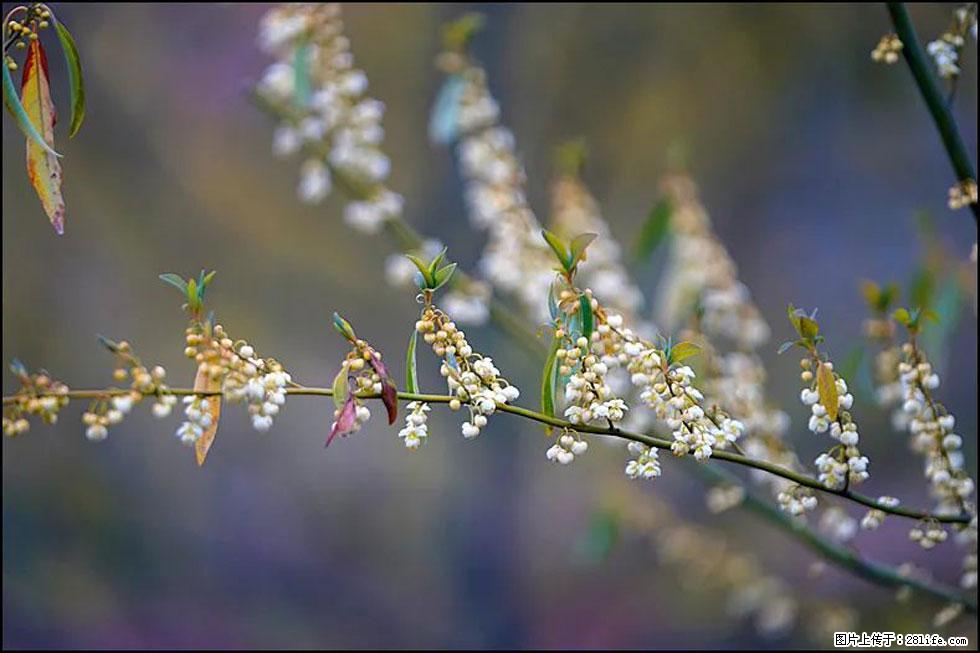【春天,广西桂林灌阳县向您发出邀请!】米珠山前有片山苍子花在飘香 - 游山玩水 - 临沧生活社区 - 临沧28生活网 lincang.28life.com