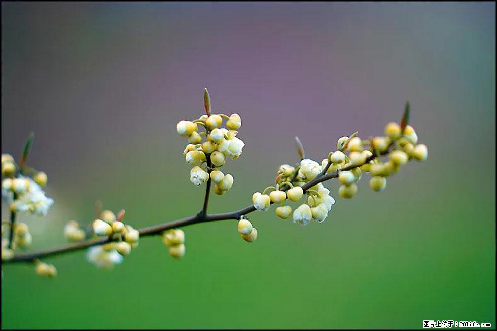 【春天,广西桂林灌阳县向您发出邀请!】米珠山前有片山苍子花在飘香 - 游山玩水 - 临沧生活社区 - 临沧28生活网 lincang.28life.com