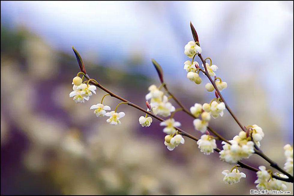 【春天,广西桂林灌阳县向您发出邀请!】米珠山前有片山苍子花在飘香 - 游山玩水 - 临沧生活社区 - 临沧28生活网 lincang.28life.com