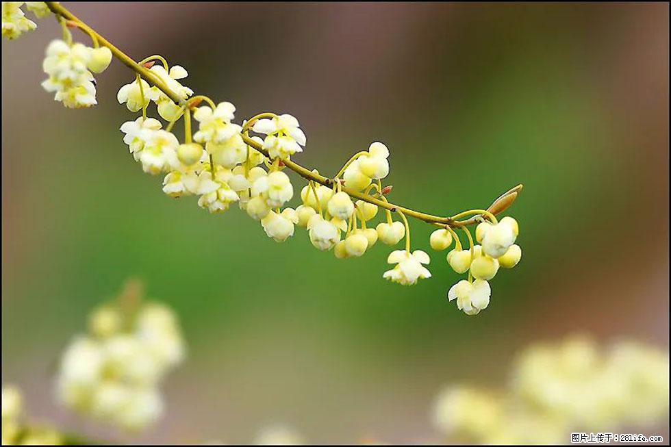 【春天,广西桂林灌阳县向您发出邀请!】米珠山前有片山苍子花在飘香 - 游山玩水 - 临沧生活社区 - 临沧28生活网 lincang.28life.com