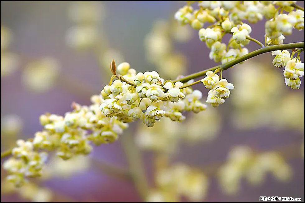 【春天,广西桂林灌阳县向您发出邀请!】米珠山前有片山苍子花在飘香 - 游山玩水 - 临沧生活社区 - 临沧28生活网 lincang.28life.com