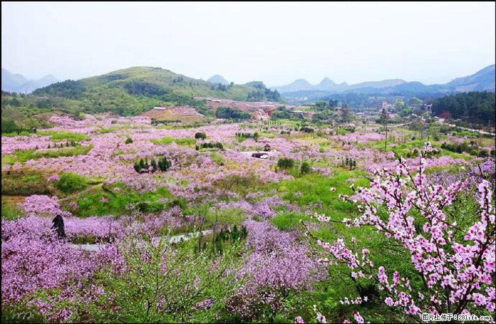【春天,广西桂林灌阳县向您发出邀请!】官庄村有个醉美的桃花园 - 游山玩水 - 临沧生活社区 - 临沧28生活网 lincang.28life.com