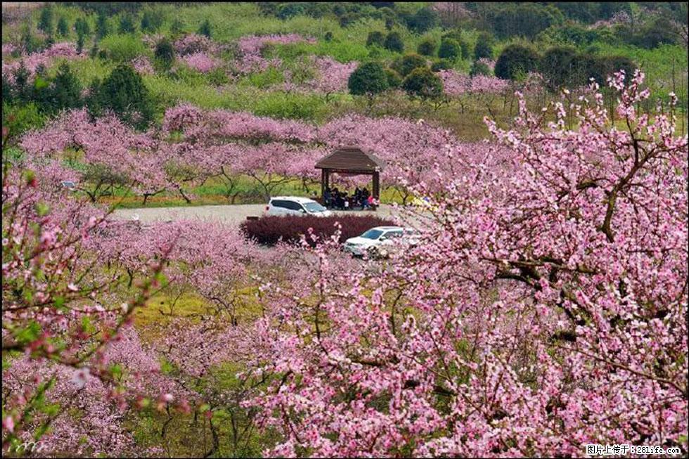 【春天,广西桂林灌阳县向您发出邀请!】官庄村有个醉美的桃花园 - 游山玩水 - 临沧生活社区 - 临沧28生活网 lincang.28life.com