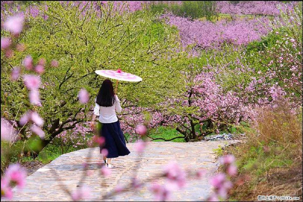 【春天,广西桂林灌阳县向您发出邀请!】官庄村有个醉美的桃花园 - 游山玩水 - 临沧生活社区 - 临沧28生活网 lincang.28life.com