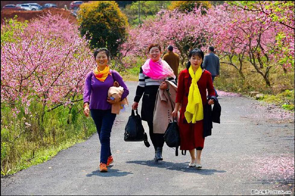 【春天,广西桂林灌阳县向您发出邀请!】官庄村有个醉美的桃花园 - 游山玩水 - 临沧生活社区 - 临沧28生活网 lincang.28life.com