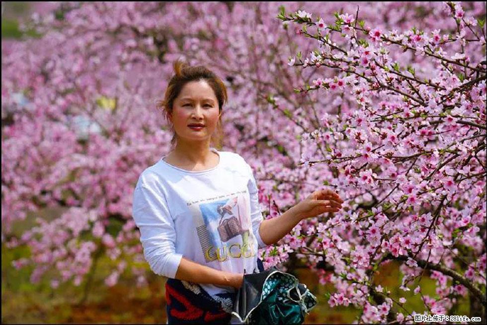 【春天,广西桂林灌阳县向您发出邀请!】官庄村有个醉美的桃花园 - 游山玩水 - 临沧生活社区 - 临沧28生活网 lincang.28life.com