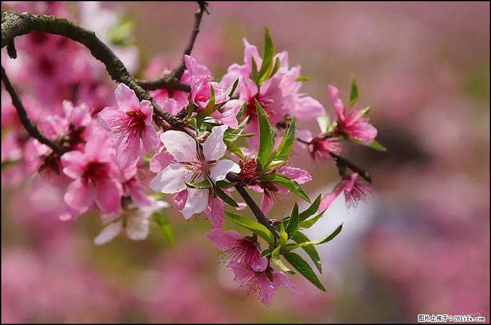 【春天,广西桂林灌阳县向您发出邀请!】官庄村有个醉美的桃花园 - 游山玩水 - 临沧生活社区 - 临沧28生活网 lincang.28life.com