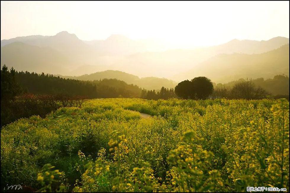 【春天,广西桂林灌阳县向您发出邀请!】长坪村油菜盛情花开 - 游山玩水 - 临沧生活社区 - 临沧28生活网 lincang.28life.com