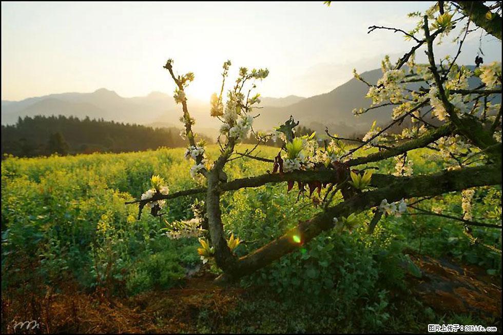 【春天,广西桂林灌阳县向您发出邀请!】长坪村油菜盛情花开 - 游山玩水 - 临沧生活社区 - 临沧28生活网 lincang.28life.com