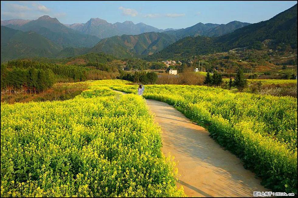 【春天,广西桂林灌阳县向您发出邀请!】长坪村油菜盛情花开 - 游山玩水 - 临沧生活社区 - 临沧28生活网 lincang.28life.com