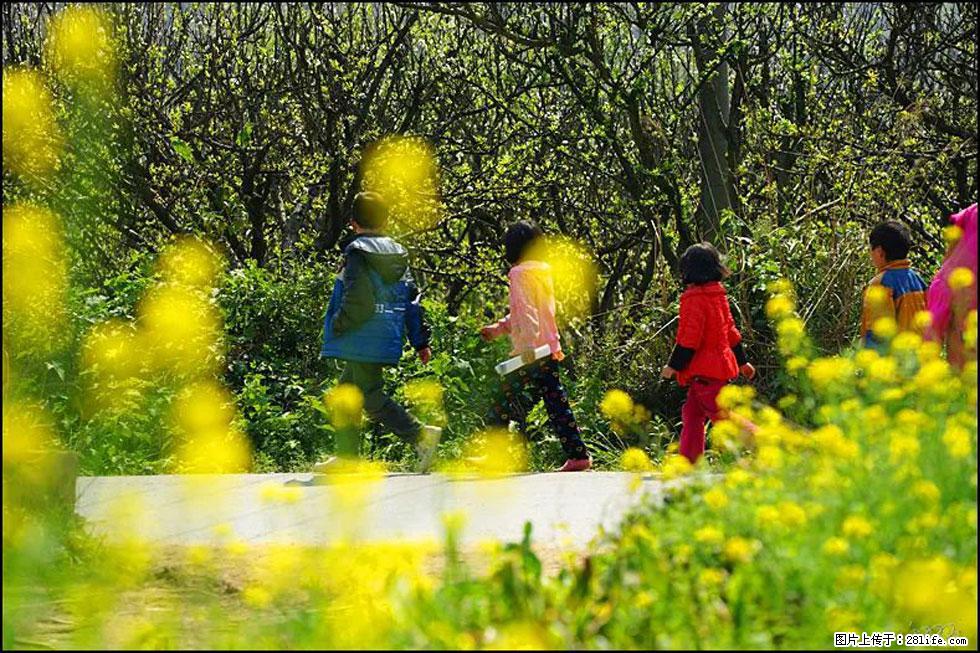 【春天,广西桂林灌阳县向您发出邀请!】长坪村油菜盛情花开 - 游山玩水 - 临沧生活社区 - 临沧28生活网 lincang.28life.com