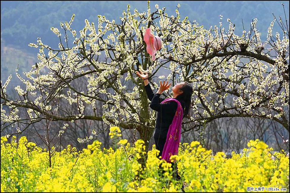 【春天,广西桂林灌阳县向您发出邀请!】长坪村油菜盛情花开 - 游山玩水 - 临沧生活社区 - 临沧28生活网 lincang.28life.com