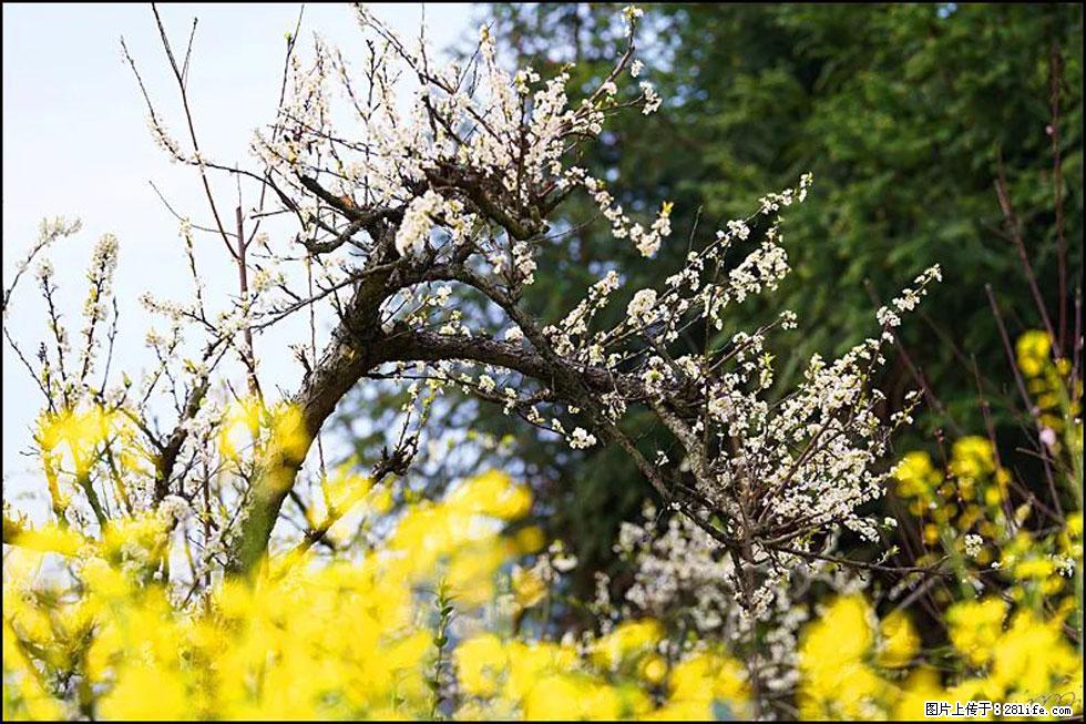 【春天,广西桂林灌阳县向您发出邀请!】长坪村油菜盛情花开 - 游山玩水 - 临沧生活社区 - 临沧28生活网 lincang.28life.com