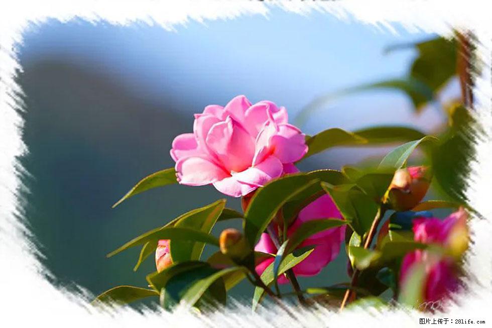 【春天,广西桂林灌阳县向您发出邀请!】杨柳井茶花惹人爱 - 游山玩水 - 临沧生活社区 - 临沧28生活网 lincang.28life.com