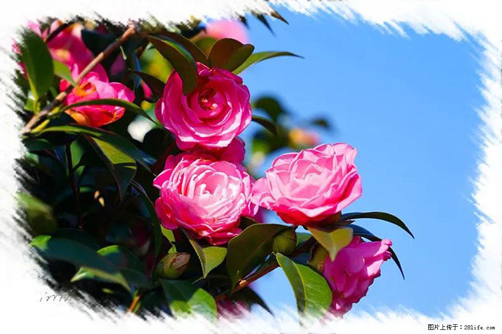 【春天,广西桂林灌阳县向您发出邀请!】杨柳井茶花惹人爱 - 游山玩水 - 临沧生活社区 - 临沧28生活网 lincang.28life.com