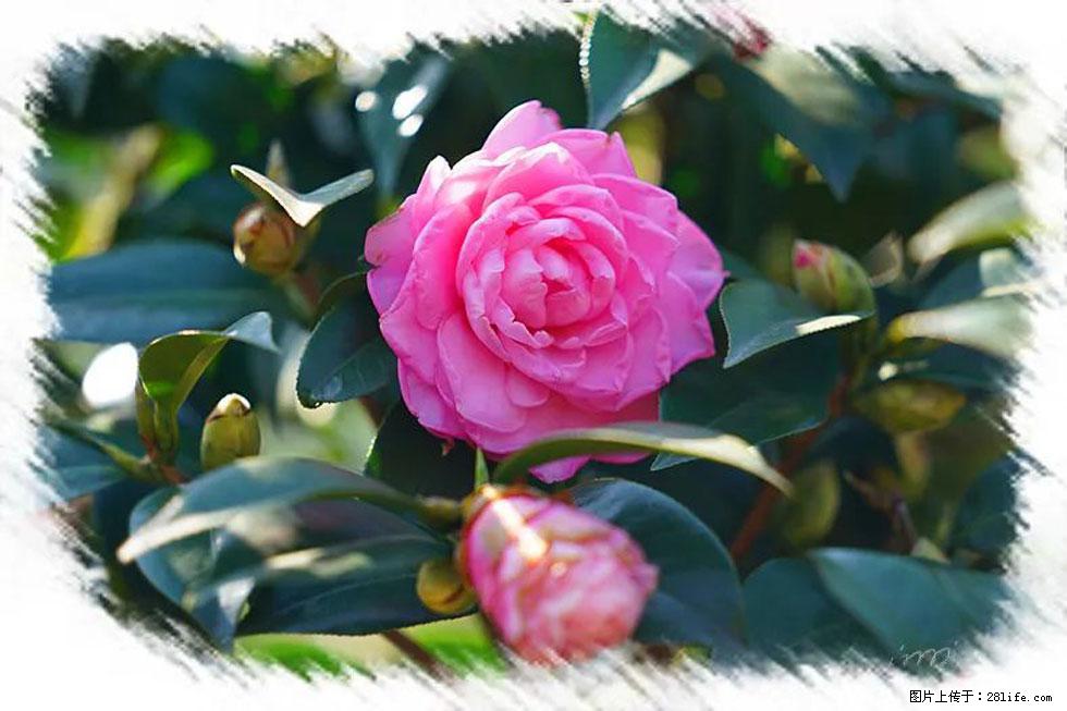 【春天,广西桂林灌阳县向您发出邀请!】杨柳井茶花惹人爱 - 游山玩水 - 临沧生活社区 - 临沧28生活网 lincang.28life.com