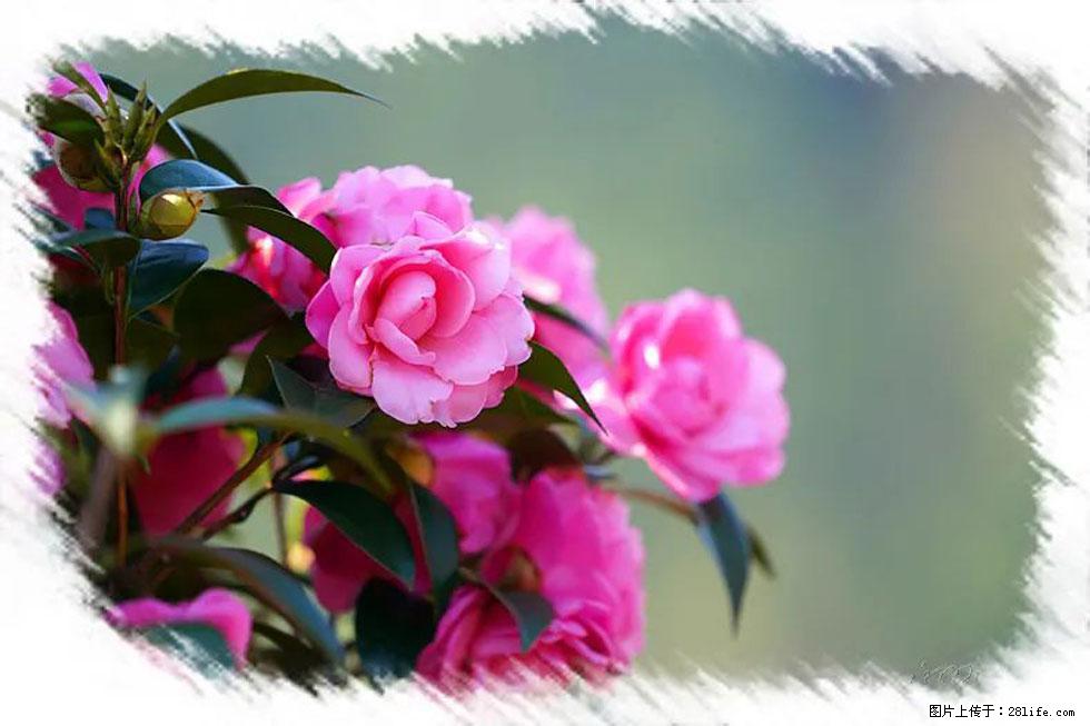 【春天,广西桂林灌阳县向您发出邀请!】杨柳井茶花惹人爱 - 游山玩水 - 临沧生活社区 - 临沧28生活网 lincang.28life.com