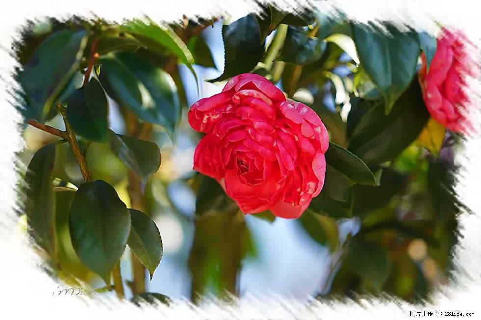 【春天,广西桂林灌阳县向您发出邀请!】杨柳井茶花惹人爱 - 游山玩水 - 临沧生活社区 - 临沧28生活网 lincang.28life.com