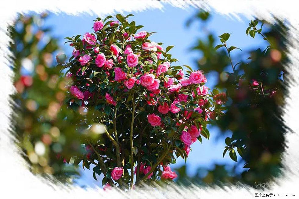 【春天,广西桂林灌阳县向您发出邀请!】杨柳井茶花惹人爱 - 游山玩水 - 临沧生活社区 - 临沧28生活网 lincang.28life.com