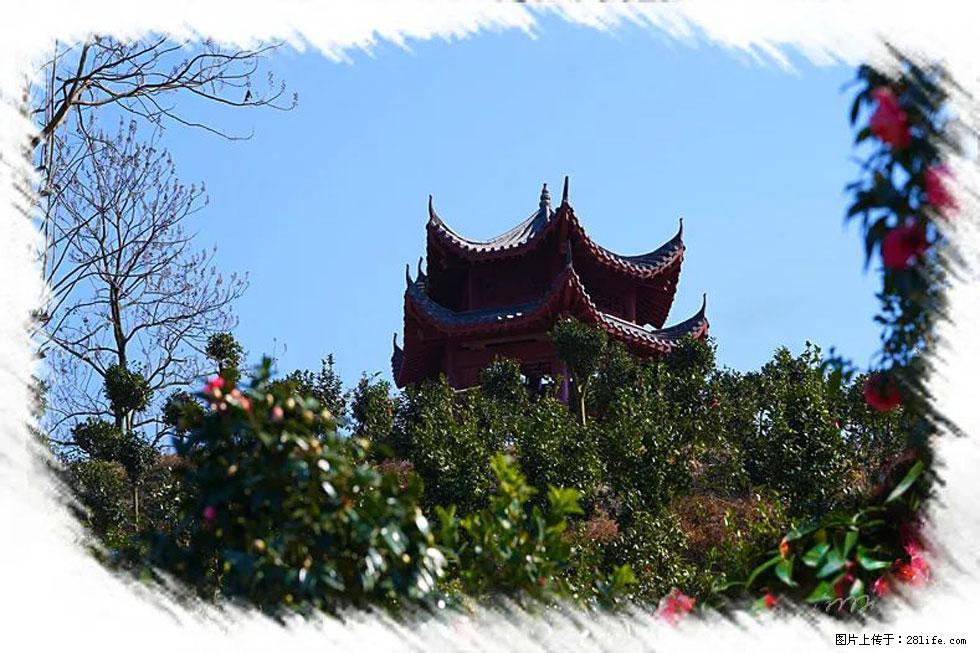 【春天,广西桂林灌阳县向您发出邀请!】杨柳井茶花惹人爱 - 游山玩水 - 临沧生活社区 - 临沧28生活网 lincang.28life.com