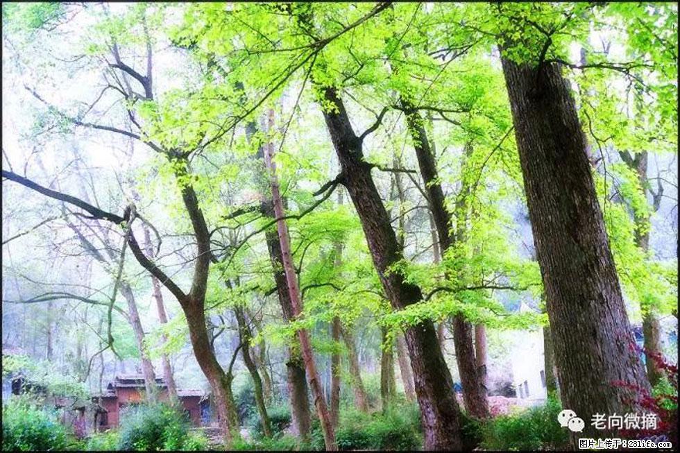 【春天,广西桂林灌阳县向您发出邀请!】在小龙村与春天约会 - 游山玩水 - 临沧生活社区 - 临沧28生活网 lincang.28life.com