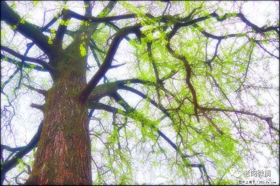 【春天,广西桂林灌阳县向您发出邀请!】在小龙村与春天约会 - 游山玩水 - 临沧生活社区 - 临沧28生活网 lincang.28life.com