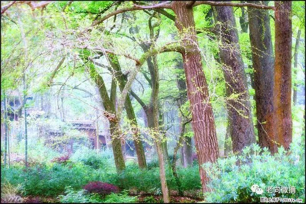 【春天,广西桂林灌阳县向您发出邀请!】在小龙村与春天约会 - 游山玩水 - 临沧生活社区 - 临沧28生活网 lincang.28life.com