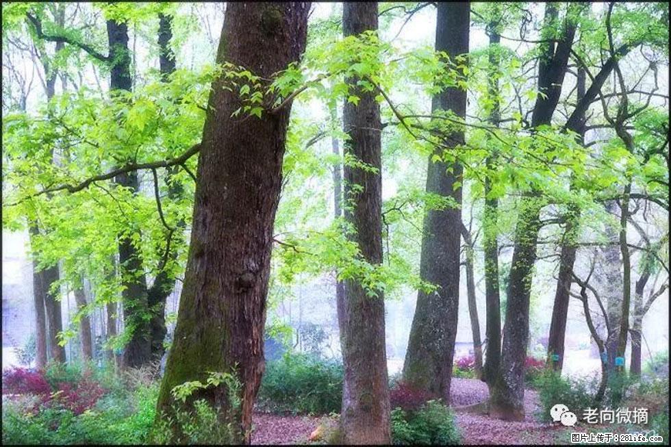 【春天,广西桂林灌阳县向您发出邀请!】在小龙村与春天约会 - 游山玩水 - 临沧生活社区 - 临沧28生活网 lincang.28life.com