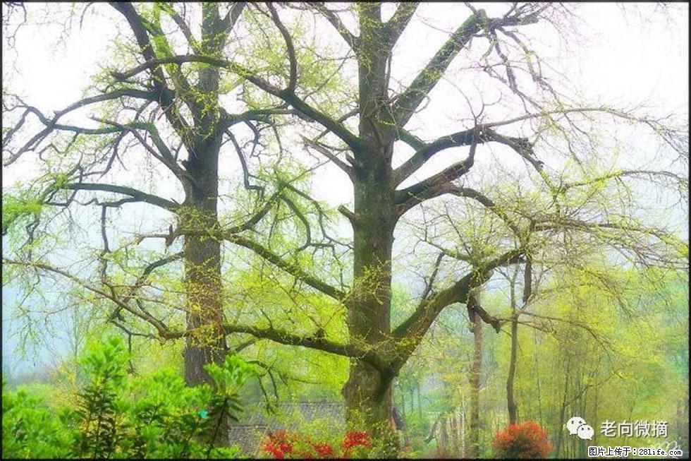 【春天,广西桂林灌阳县向您发出邀请!】在小龙村与春天约会 - 游山玩水 - 临沧生活社区 - 临沧28生活网 lincang.28life.com