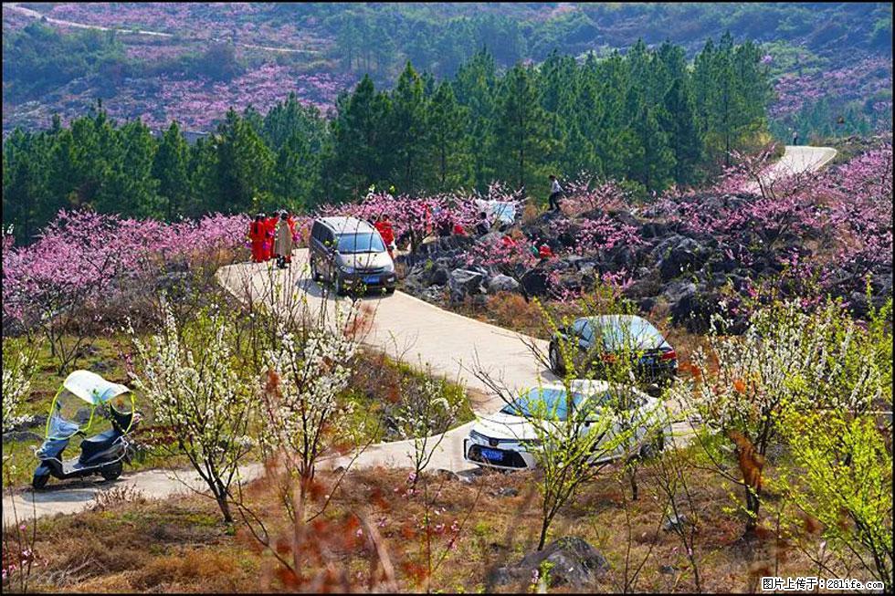 【春天,广西桂林灌阳县向您发出邀请!】望月岭上桃花开 - 游山玩水 - 临沧生活社区 - 临沧28生活网 lincang.28life.com