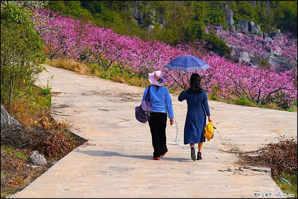 【春天,广西桂林灌阳县向您发出邀请!】望月岭上桃花开 - 游山玩水 - 临沧生活社区 - 临沧28生活网 lincang.28life.com