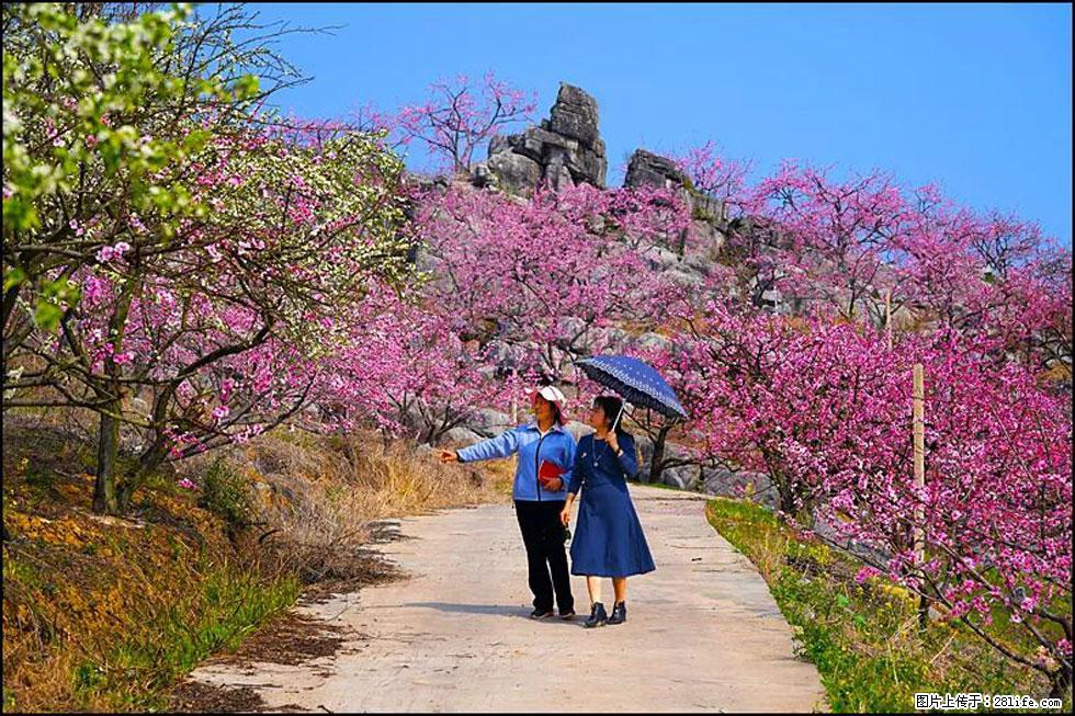 【春天,广西桂林灌阳县向您发出邀请!】望月岭上桃花开 - 游山玩水 - 临沧生活社区 - 临沧28生活网 lincang.28life.com