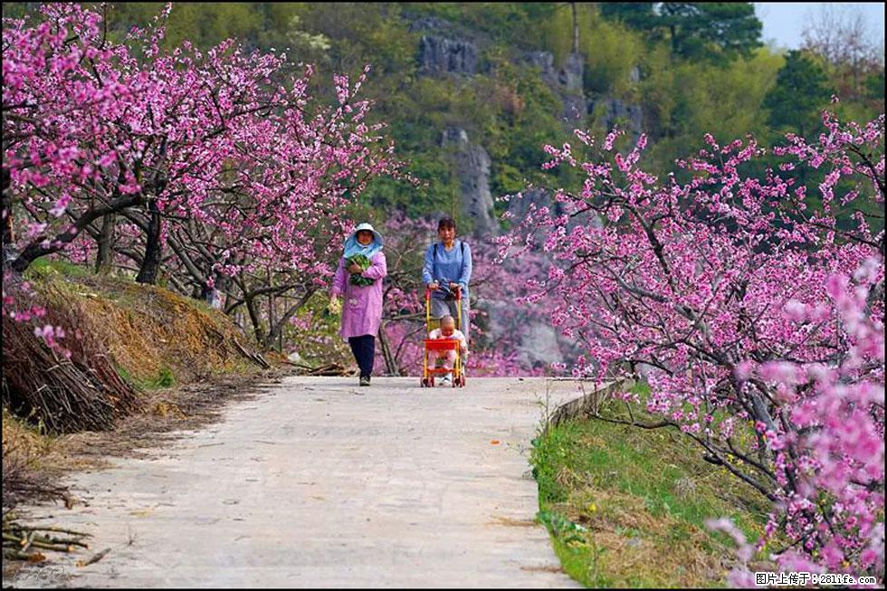 【春天,广西桂林灌阳县向您发出邀请!】望月岭上桃花开 - 游山玩水 - 临沧生活社区 - 临沧28生活网 lincang.28life.com