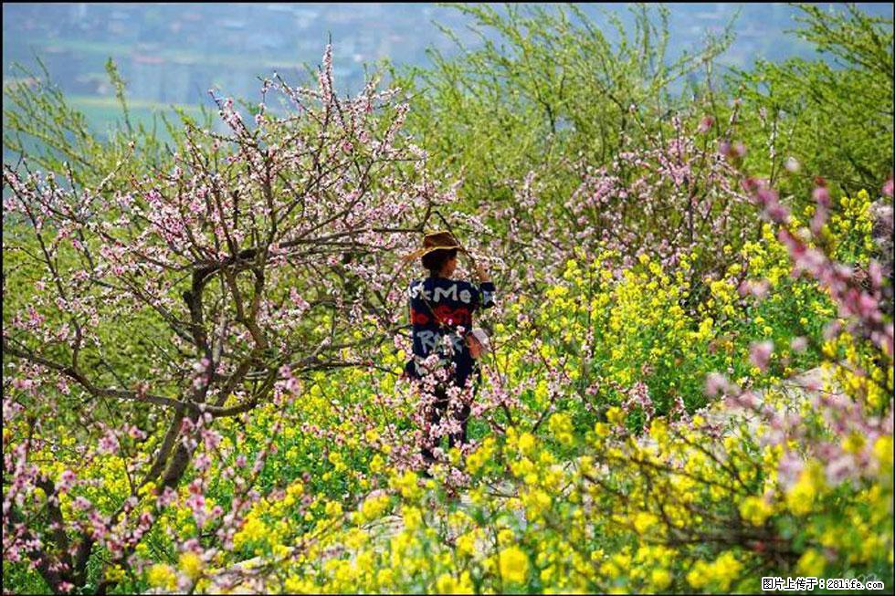 【春天,广西桂林灌阳县向您发出邀请!】望月岭上桃花开 - 游山玩水 - 临沧生活社区 - 临沧28生活网 lincang.28life.com