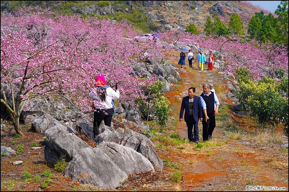 【春天,广西桂林灌阳县向您发出邀请!】望月岭上桃花开 - 游山玩水 - 临沧生活社区 - 临沧28生活网 lincang.28life.com