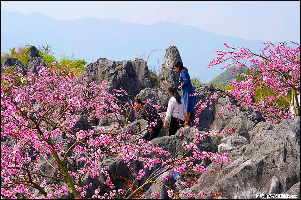 【春天,广西桂林灌阳县向您发出邀请!】望月岭上桃花开 - 游山玩水 - 临沧生活社区 - 临沧28生活网 lincang.28life.com