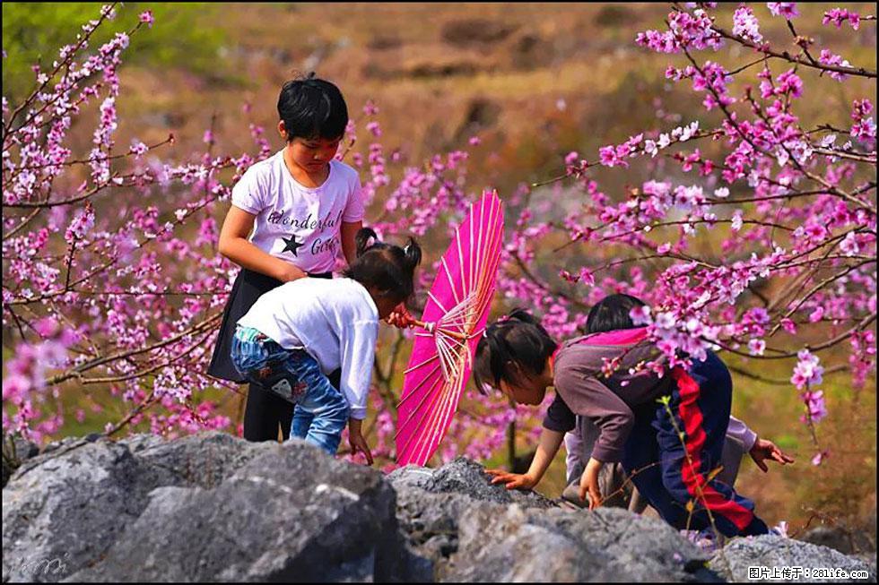 【春天,广西桂林灌阳县向您发出邀请!】望月岭上桃花开 - 游山玩水 - 临沧生活社区 - 临沧28生活网 lincang.28life.com