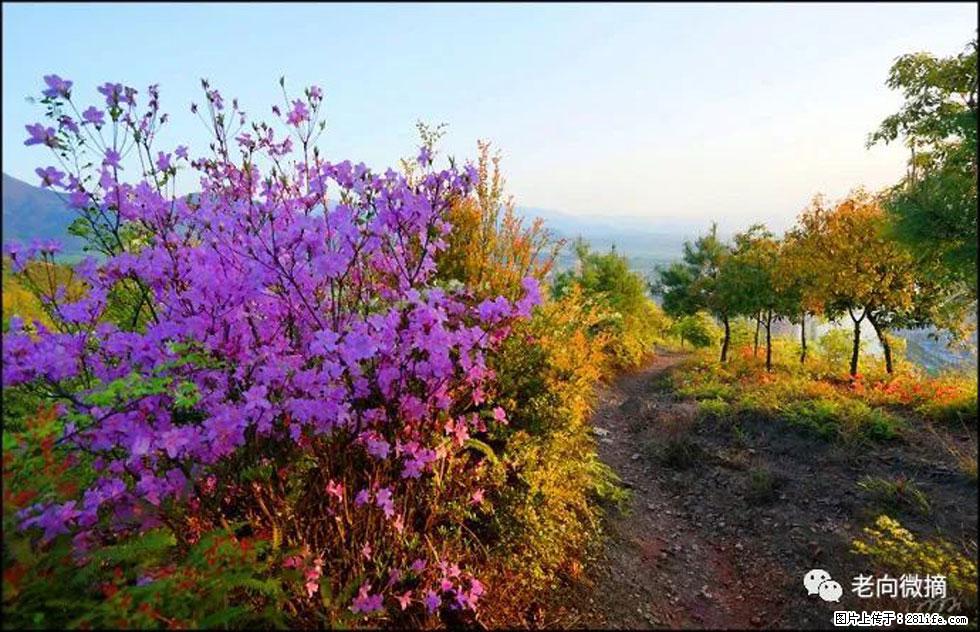 【春天,广西桂林灌阳县向您发出邀请!】登麒麟山,相约映山红 - 游山玩水 - 临沧生活社区 - 临沧28生活网 lincang.28life.com