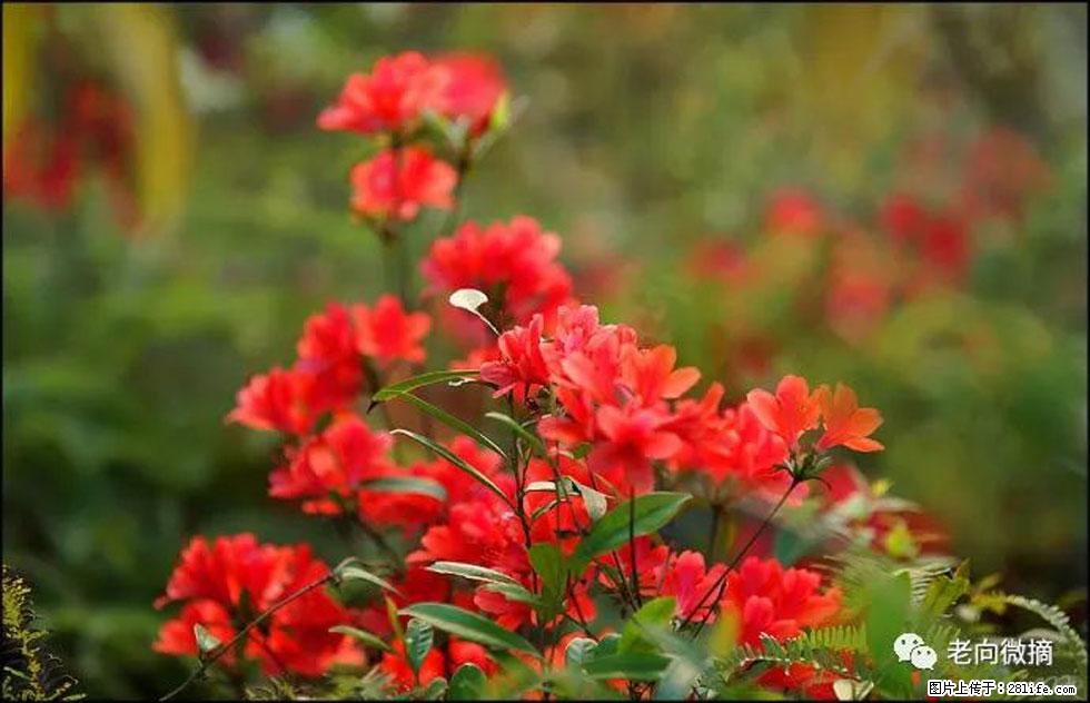 【春天,广西桂林灌阳县向您发出邀请!】登麒麟山,相约映山红 - 游山玩水 - 临沧生活社区 - 临沧28生活网 lincang.28life.com